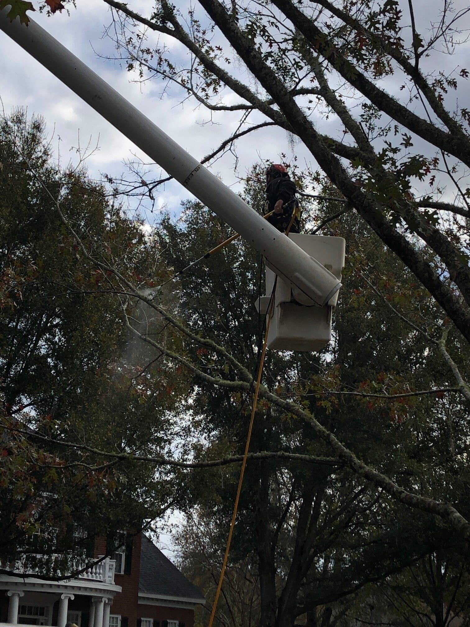 Professional Mistletoe Removal
