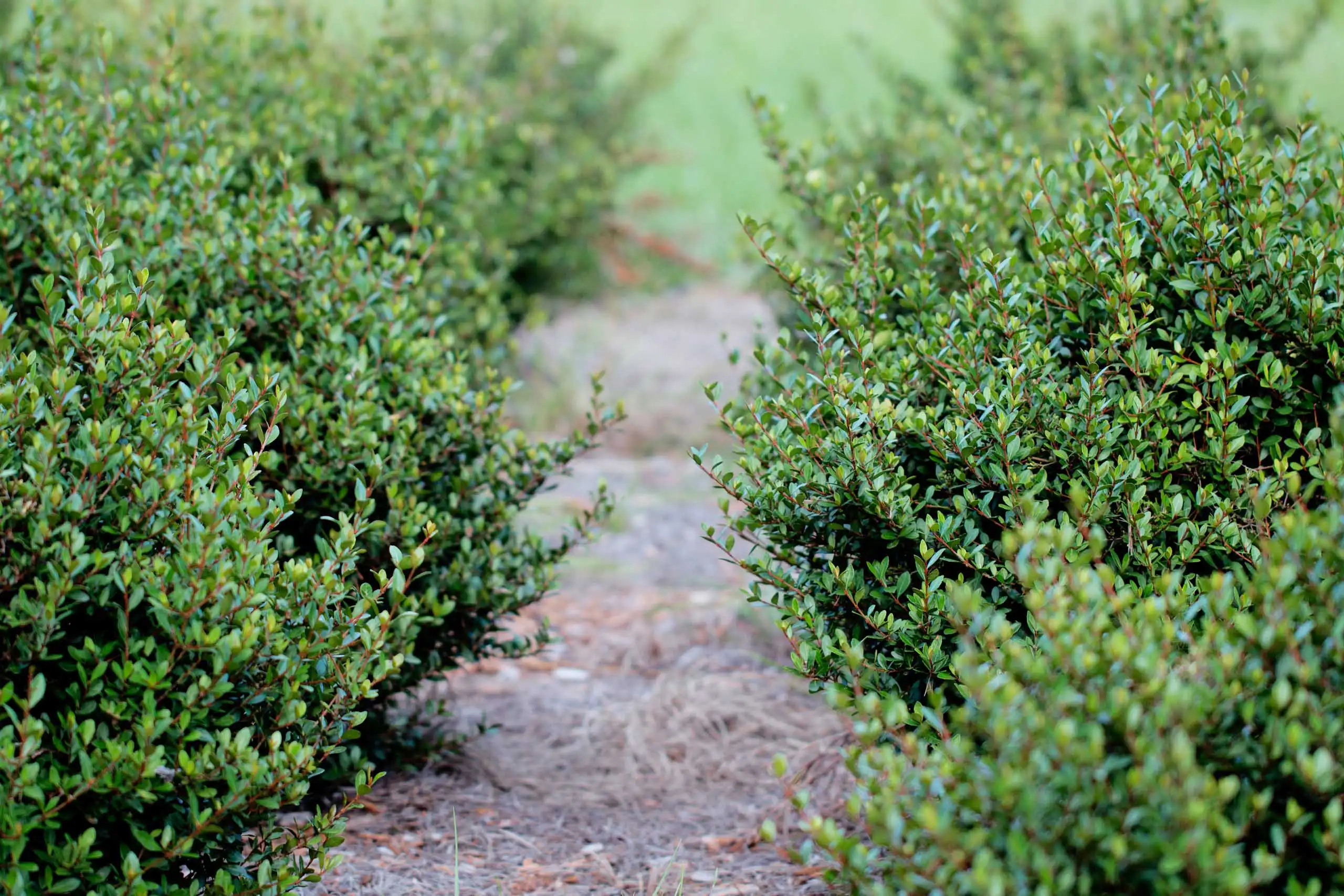Backyard landscaping ideas using bushes for privacy.