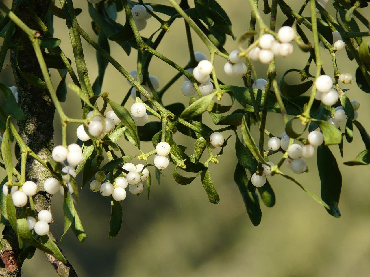 Mistletoe Ripe What You Don’t Know About Mistletoe | SkyFrog Landscape